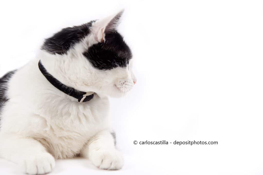 Eine schwarzweiße Katze trägt ein Zeckenhalsband
