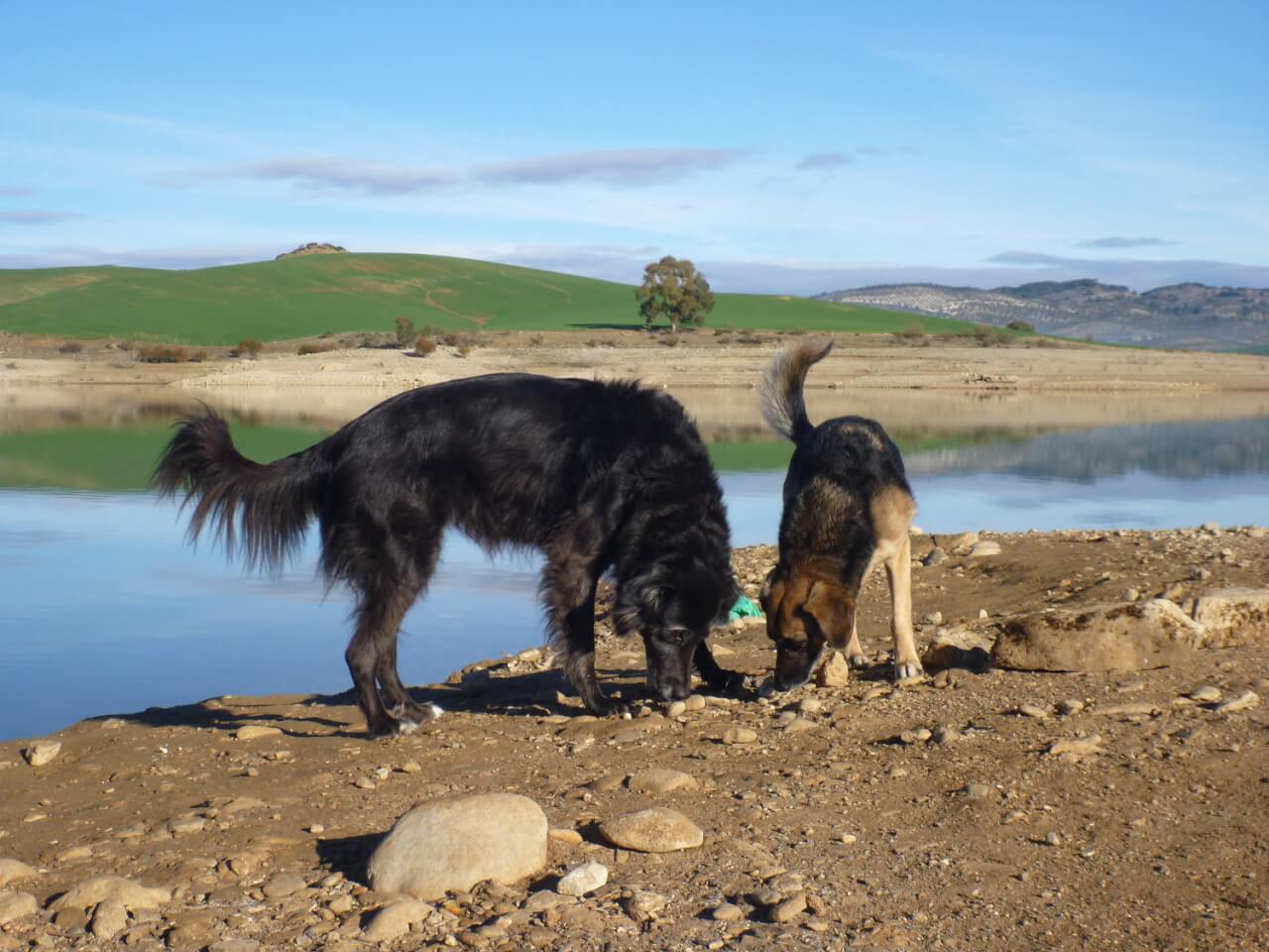 zwei hunde schnuppern an der gleichen Stelle